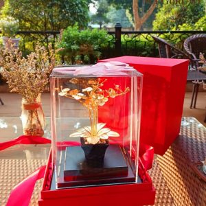 cay hoa lan dat vang qua tang cao cap 3